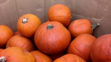 Görüntü kabak için Halloween Walmart mağaza içinde hareket