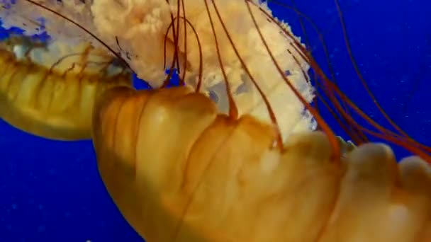 Medusas anaranjadas en fondo de agua azul del océano — Vídeos de Stock