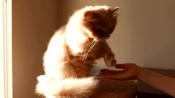 Персидский кот пожимает руку людям — стоковое видео