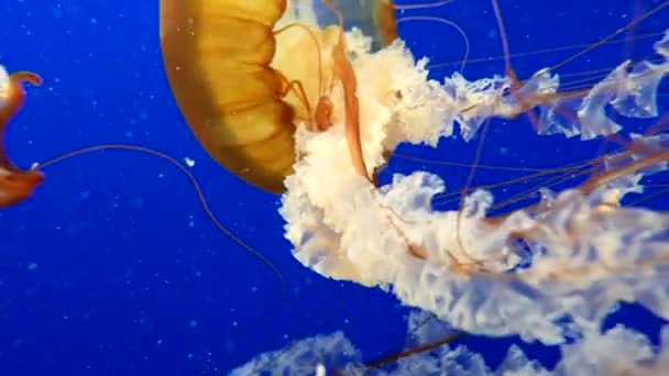Medusas anaranjadas en fondo de agua azul del océano — Vídeos de Stock