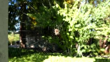 Örümcek web üzerinde hareket rüzgar ile