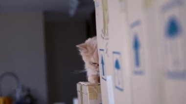 Farsça kedi avucunun kutusunu temizleme