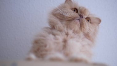 Farsça kutusu üzerinde oturan ve kişi ile oynayan kedi