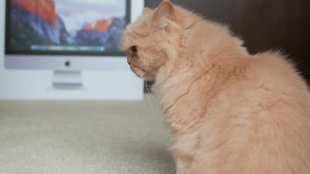 De cerca gato persa jugando con la gente — Vídeos de Stock