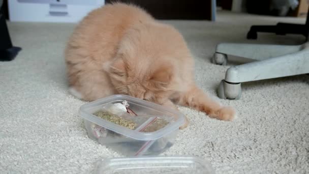 Close-up van Perzische kat spelen catnip speelgoed — Stockvideo