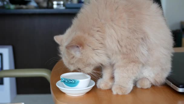 Cerca gato persa beber agua en la mesa — Vídeos de Stock