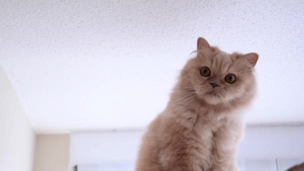 Chat persan assis sur la boîte et jouant avec les gens 
