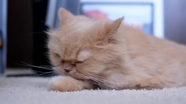 Perzische kat haar palm op vloer schoonmaken — Stockvideo