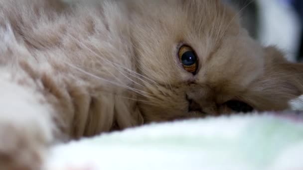 Nahaufnahme persischer Katzenaugen erweiterte Pupillen — Stockvideo