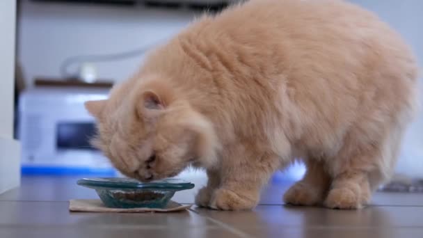 Bewegung der persischen Katze beim Fressen von Futter — Stockvideo