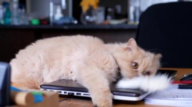 Farsça bilgisayar masada tutarak ve iskambil ile sevimli kedi poz