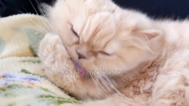 Rörelse av persisk katt rengöring hennes handflata på stol — Stockvideo