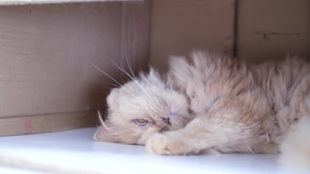 Motion od sleeping persian cat inside box — Stock Video