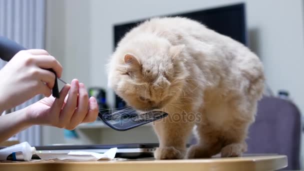 Gato persa comiendo pasta de bolas de pelo — Vídeo de stock