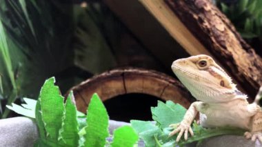 Komik sakallı Ejder petsmart iç kafes içinde saklamak 