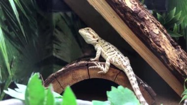Komik sakallı Ejder petsmart iç kafes içinde saklamak 