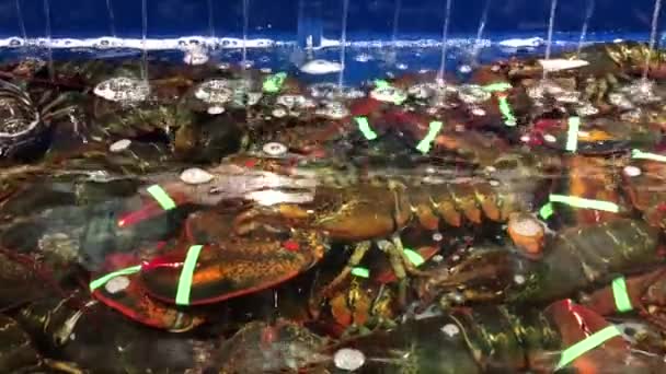 Рух живих омарів у танку в супермаркеті T&T — стокове відео