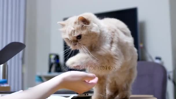 Gato persa estrechando la mano con la gente — Vídeos de Stock