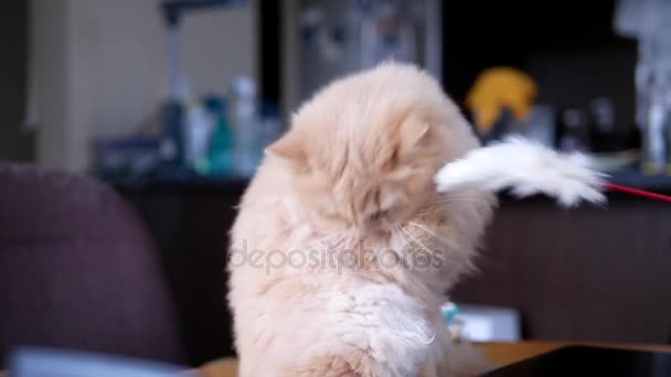 Bewegung einer persischen Katze, die Spielzeug auf dem Tisch bezahlt — Stockvideo