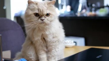 Farsça kedi oyuncak masada ödeme hareketi
