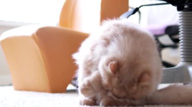 Farsça kedi avucunun Zemin Temizleme