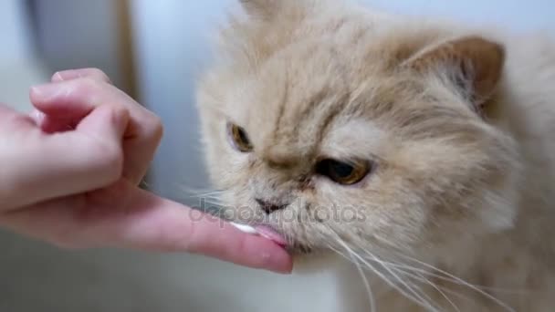 Menschen füttern Haargummi für Katze auf Finger — Stockvideo