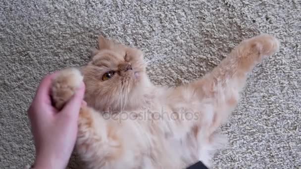 Жінка тримає персикового кота і розчісує своє хутро на підлозі — стокове відео
