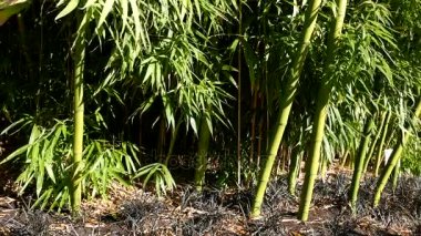 Bambu Breeze güneşli