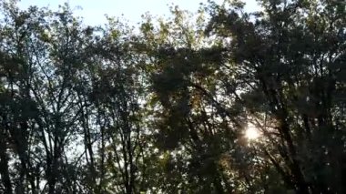 Sun ray yaprakları ile mavi gökyüzü arka plan ile kadeh kaydırmak