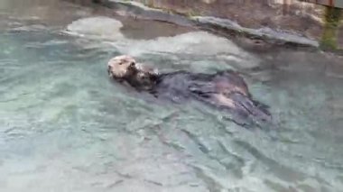 Deniz samuru Vancouver Bc Kanada Vancouver akvaryum içinde yüz ve vücut sürtme.