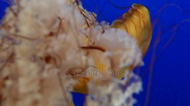 Mavi okyanus su arka planda turuncu denizanası