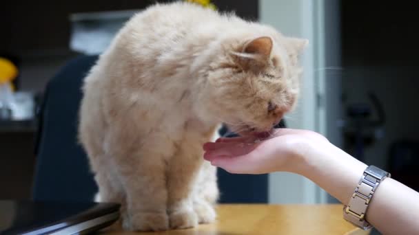 Menschen füttern Katze mit Haarpaste — Stockvideo