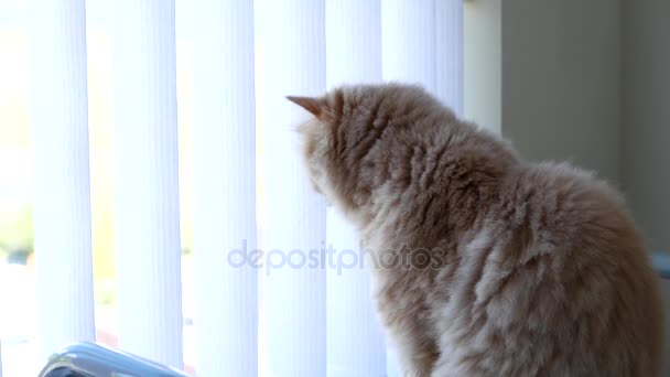 Bewegung der persischen Katze, die durch Fenster schaut — Stockvideo