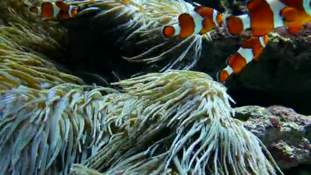 Clownfische spielen zwischen Anemonen — Stockvideo