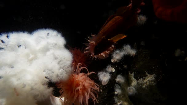 Movimiento de hermosa anémona plumosa gigante y pez roca bajo el agua — Vídeos de Stock