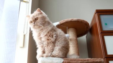 Farsça kedi ağaçta oturuyor ve kişi ile oynayan kedi