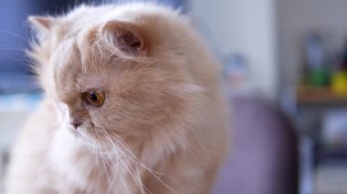 Farsça masada oturan ve kişi ile oynayan kedi kadar kapatın