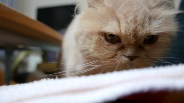 Närbild av persisk katt stort huvud förbereder sig för att sova på stol — Stockvideo
