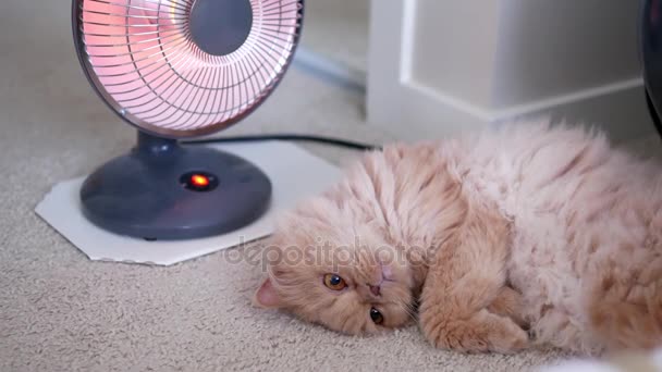 Motion of persian cat lie down and enjoy heat on the floor — Stock Video