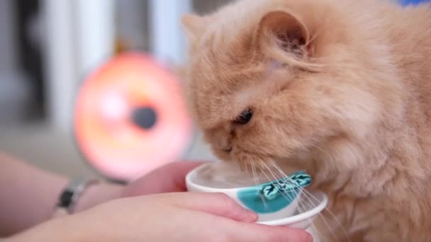 Nahaufnahme persische Katze trinkt Wasser — Stockvideo