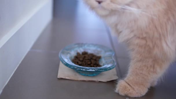 Движение персидской кошки, поедающей пищу — стоковое видео