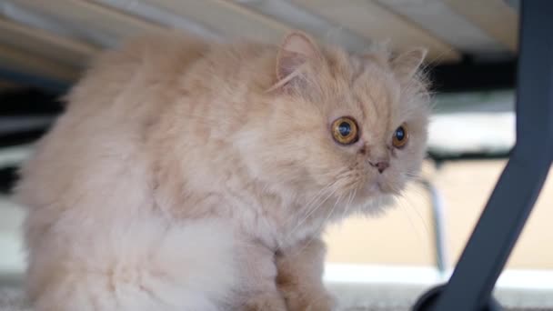Nahaufnahme persische Katze sitzt unter dem Bett und spielt mit Menschen