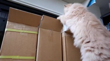 Farsça kedi jumpping bir kutu içine hareket