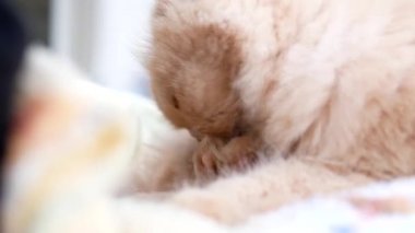 Farsça kedi sandalye vücudunda Temizleme 