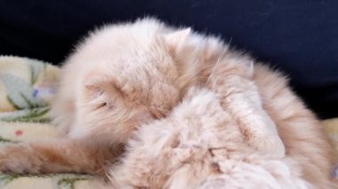 Farsça kedi siyah arka plan üzerine onun vücut temizliği