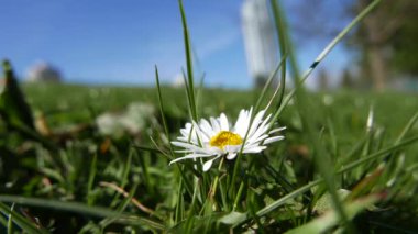 Bir yabani papatya çiçek bir alan üzerinde hareket