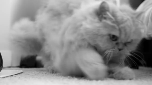 运动的波斯猫清洗她的手掌与黑色和白色基调的地板上 — 图库视频影像