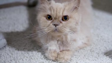 Hareket Farsça kişi ile katta oynayan kedi