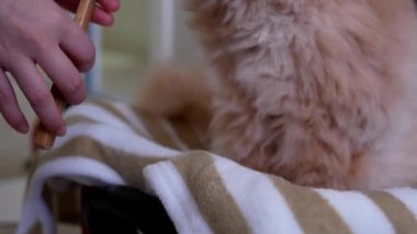 Eğimli atış kadının saç fırçası yapıştırma için bulanıklık arka plan ile kedi besleme 