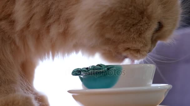 Gros plan chat persan buvant de l'eau sur la table avec contre-jour sur l'exposition blanche — Video